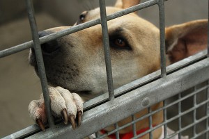 Dog Shelter Data Logger